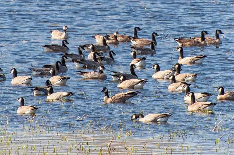 Aleutian Cackling Geese