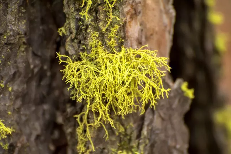 Wolf Lichen (Letharia vulpina)