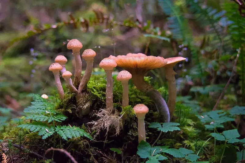 Honey Mushrooms (Armillaria sp.)