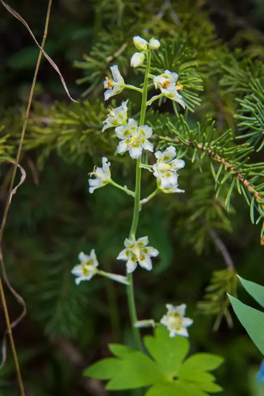 Mountain Death Camas