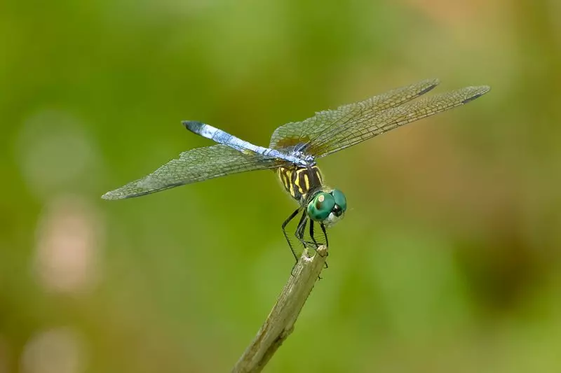 Male Blue Dasher