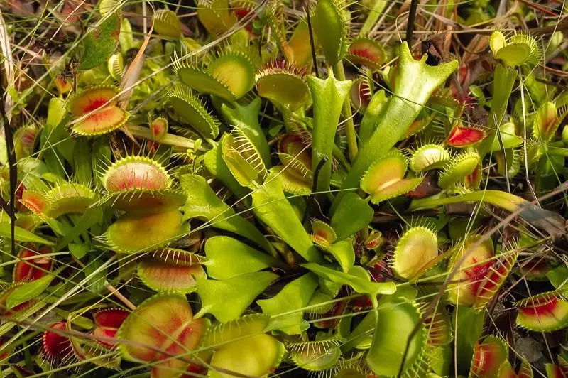 Venus Flytrap (Dionaea muscipula)