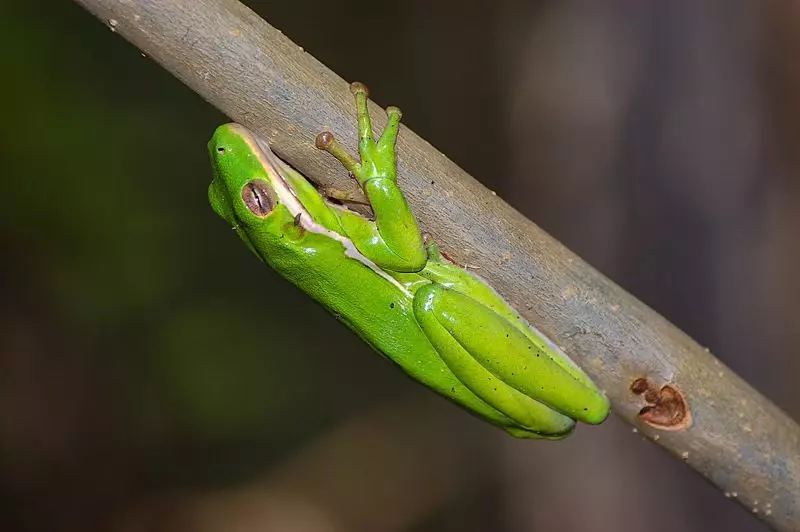 Green Treefrog