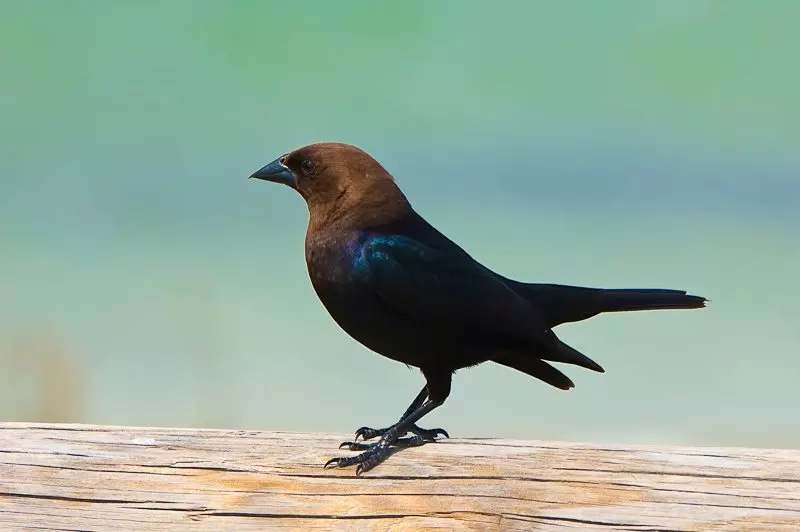 Brown-Headed Cowbird