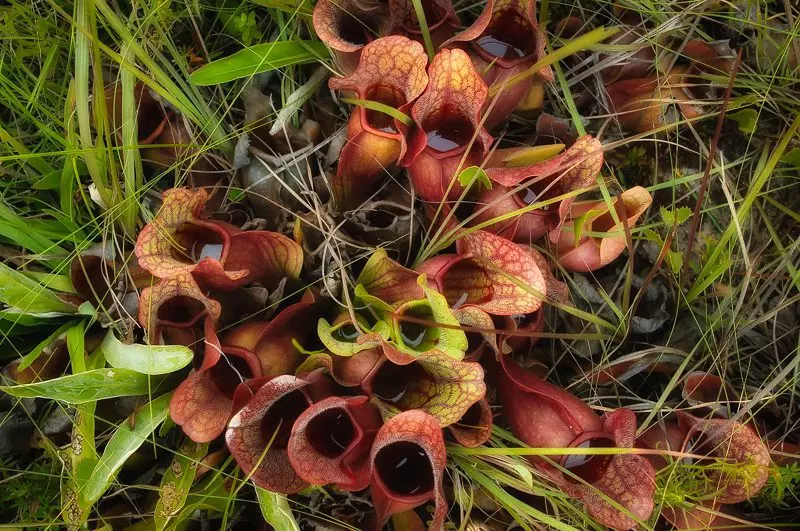 Gulf Purple Pitcher Plant (Sarracenia rosea)