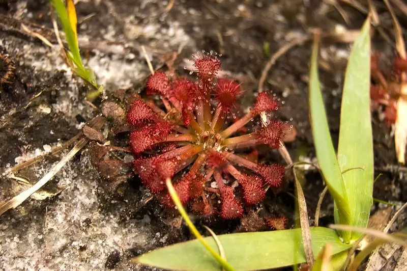 Pink Sundew (Drosera capillaris)