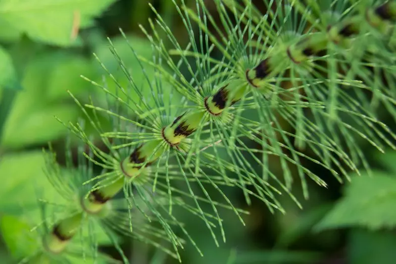 Giant Horsetail