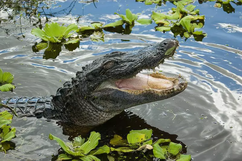Gaping Male Alligator