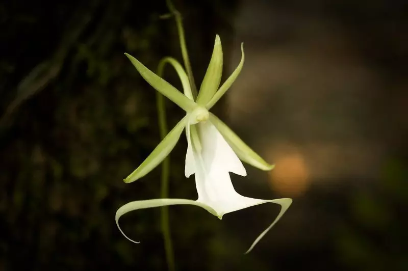 Ghost Orchid (Dendrophylax lindenii)