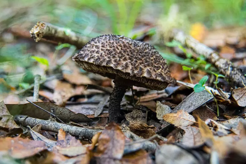 Old Man of the Woods