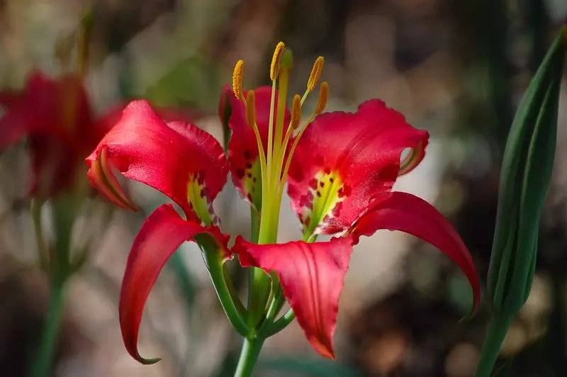 Pine Lily