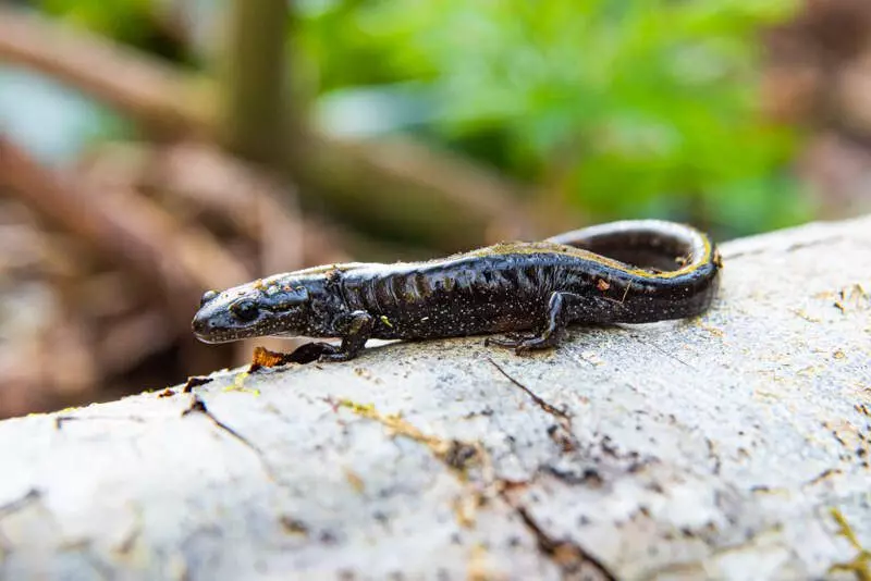 Long-toed Salamander