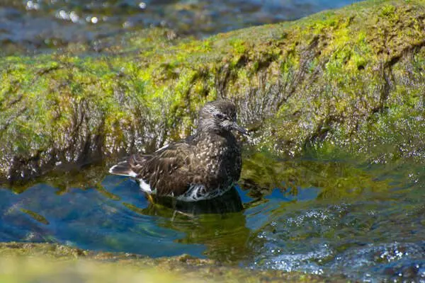 The Black Turnstone: A Charismatic Shorebird