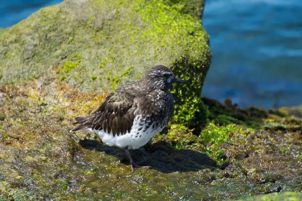 Black Turnstone