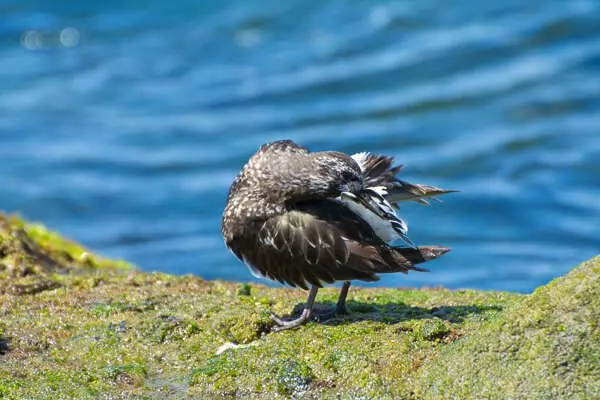 Black Turnstone