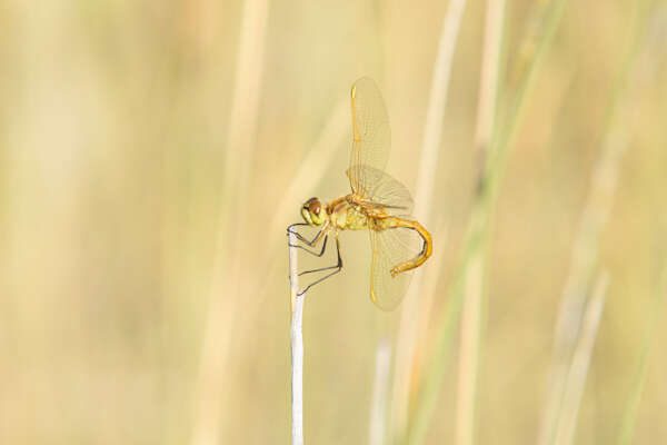 Female Saffron-winged Meadowhawk
