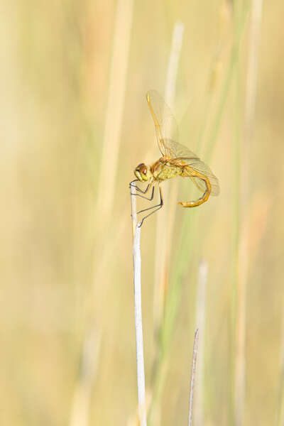 Female Saffron-winged Meadowhawk