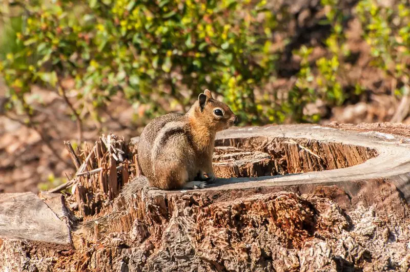 golden-mantled ground squirrel