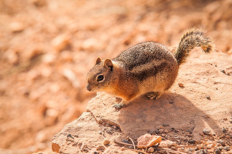 Golden-mantled Ground Squirrel