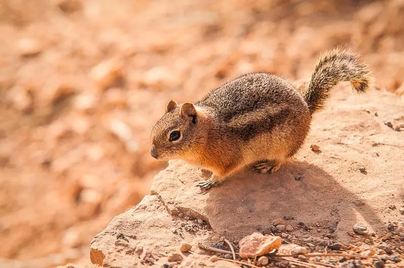 golden-mantled ground squirrel