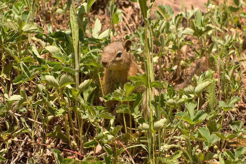 golden-mantled ground squirrel