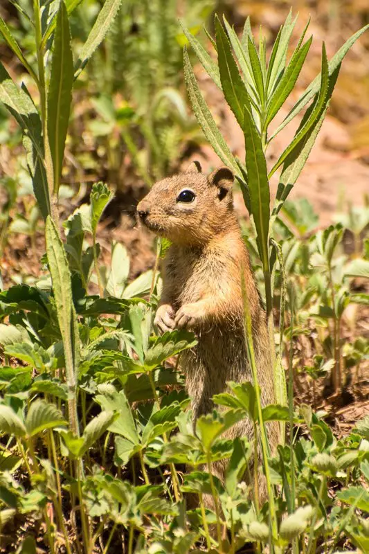 golden-mantled ground squirrel