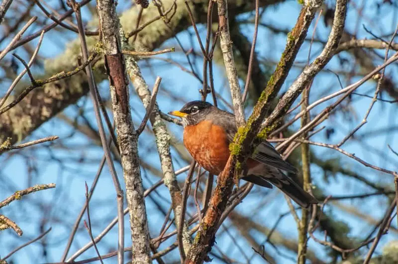 American Robin