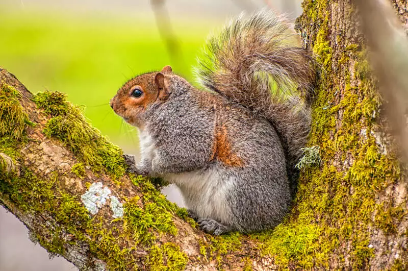 Western Gray Squirrel
