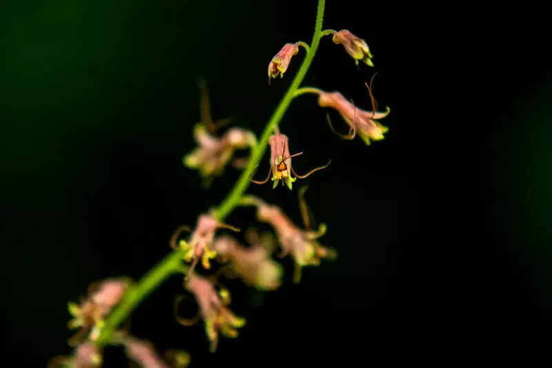 PiggybackPlant200