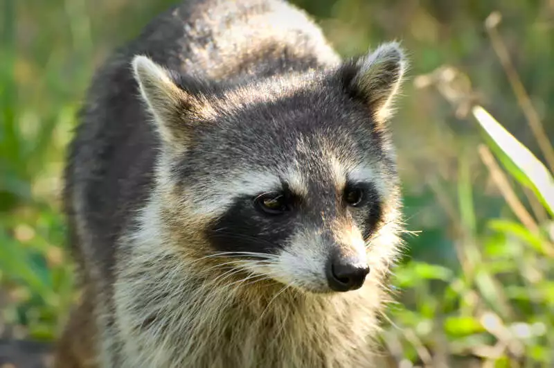 Raccoon102