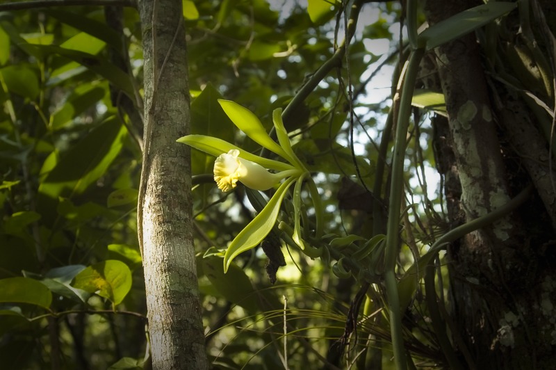 Vanillaphaeantha2