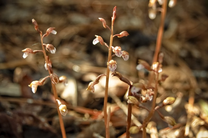 w-coralroot3