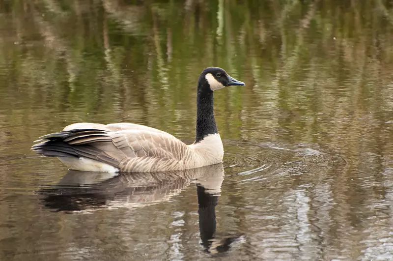 Canada Goose