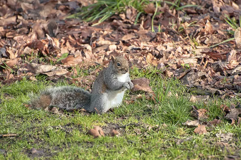 Western Gray Squirrel