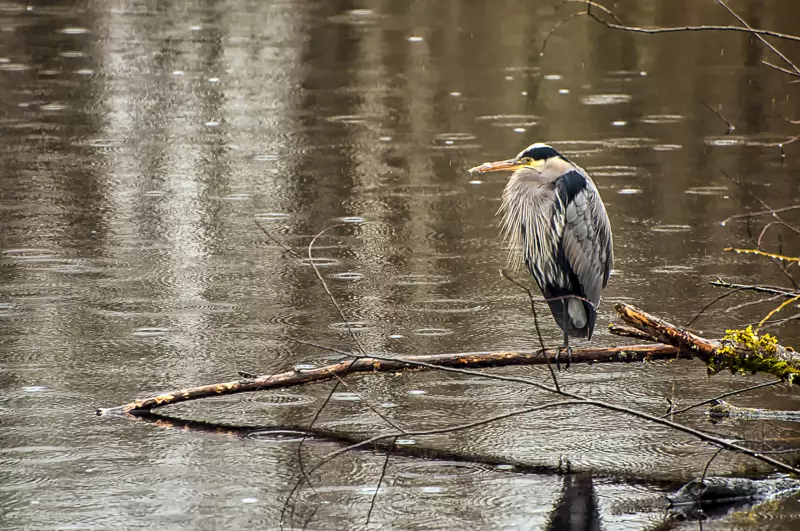 Great Blue Heron