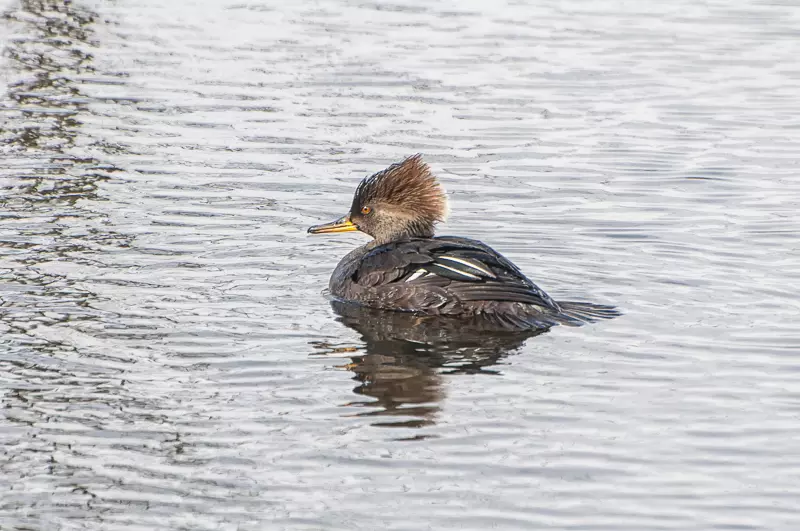 Hooded Merganser