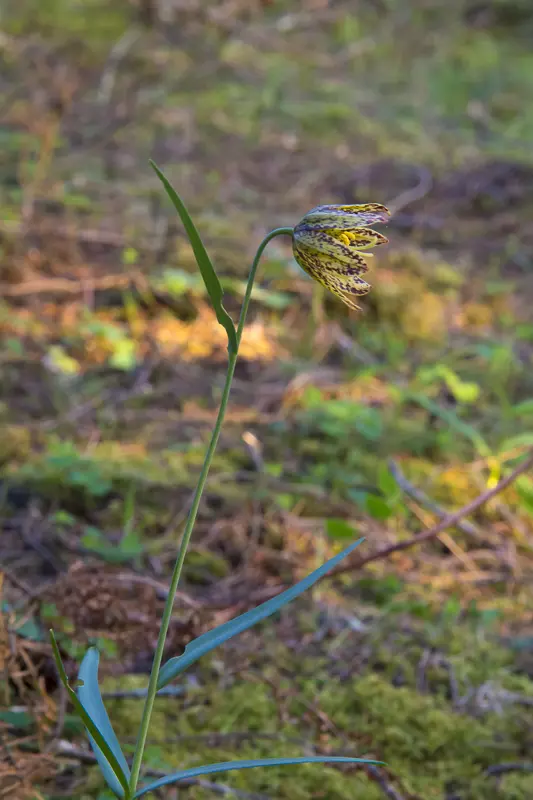 Chocolate Lily