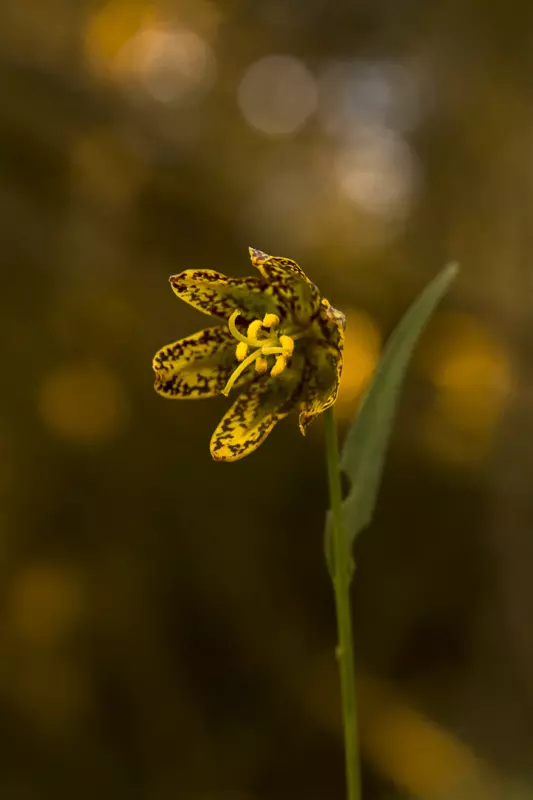 Chocolate Lily