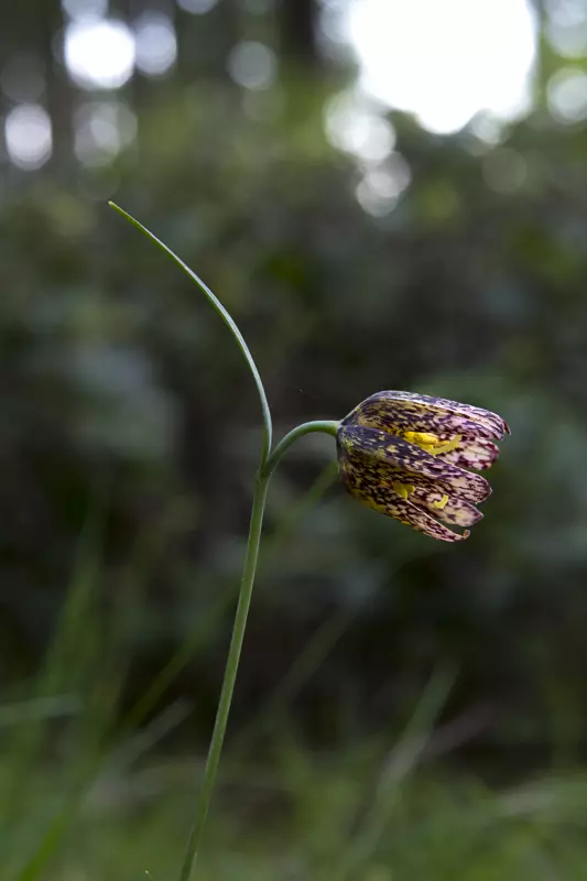Chocolate Lily