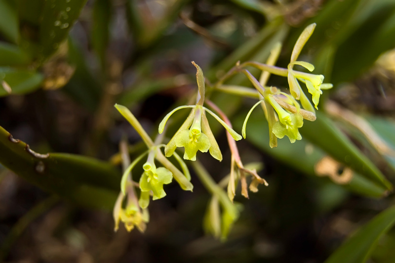 Fall Orchid-Hunting in North Florida Part II