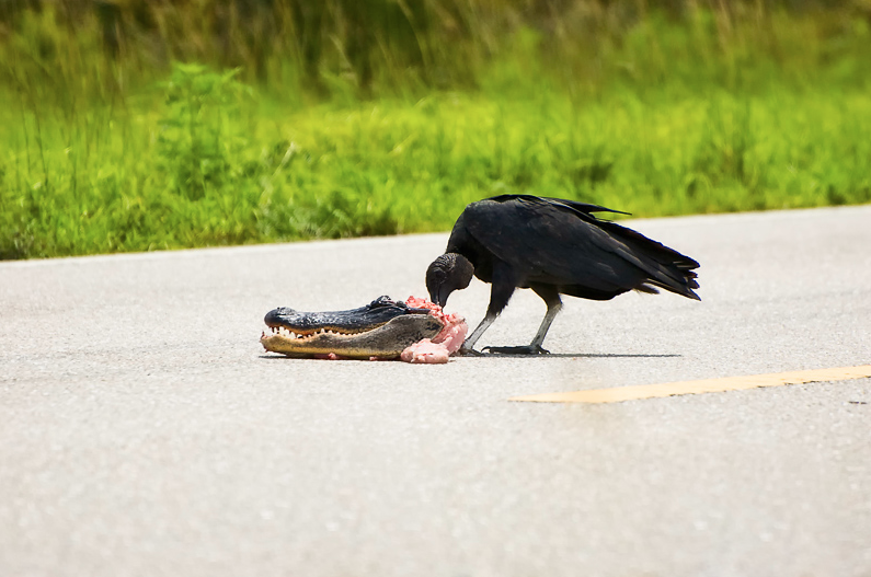 A Florida Oddity……