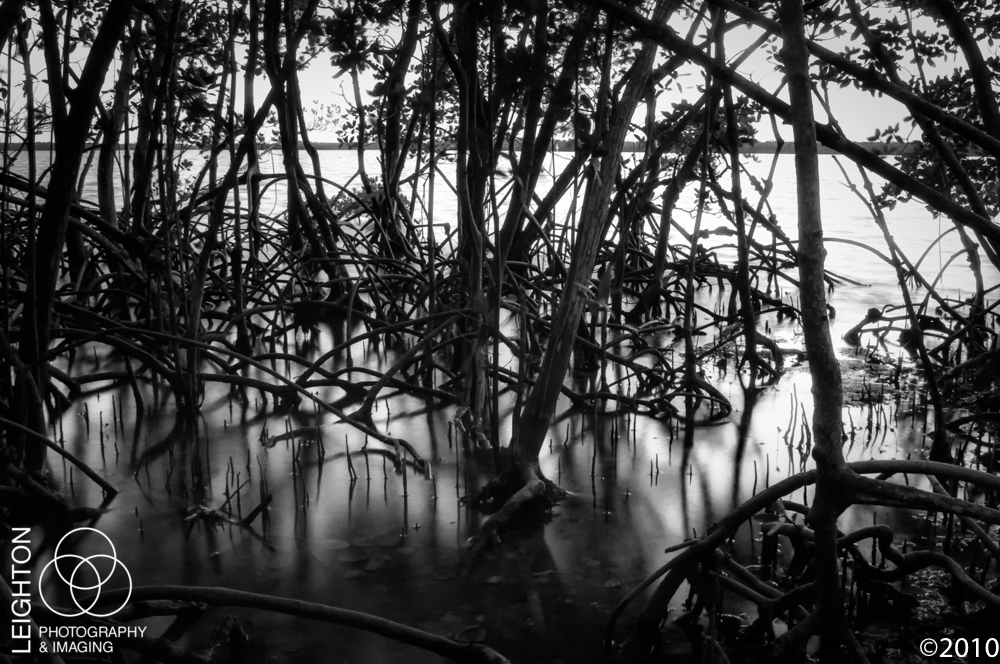 Mangrove roots at dusk in Chokoluskee