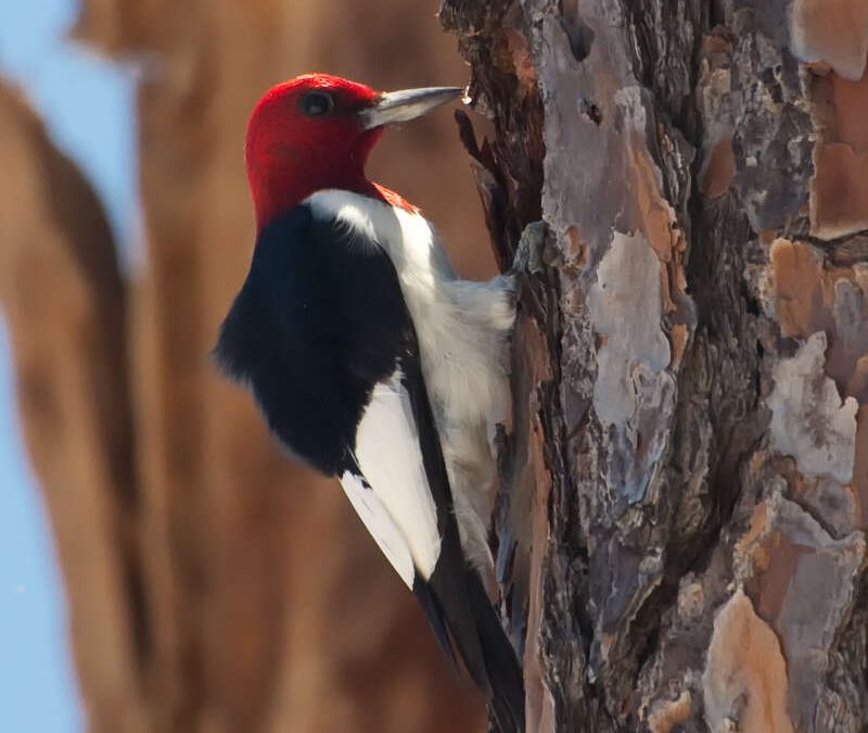 An Elusive Beauty – The Red-Headed Woodpecker