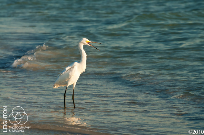 Snowy Egret