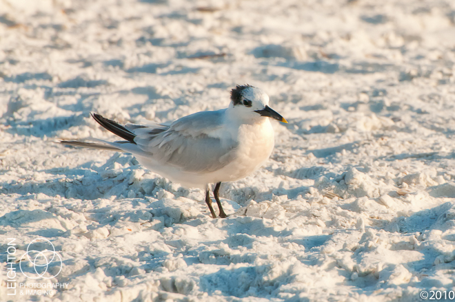 Sandwich Tern