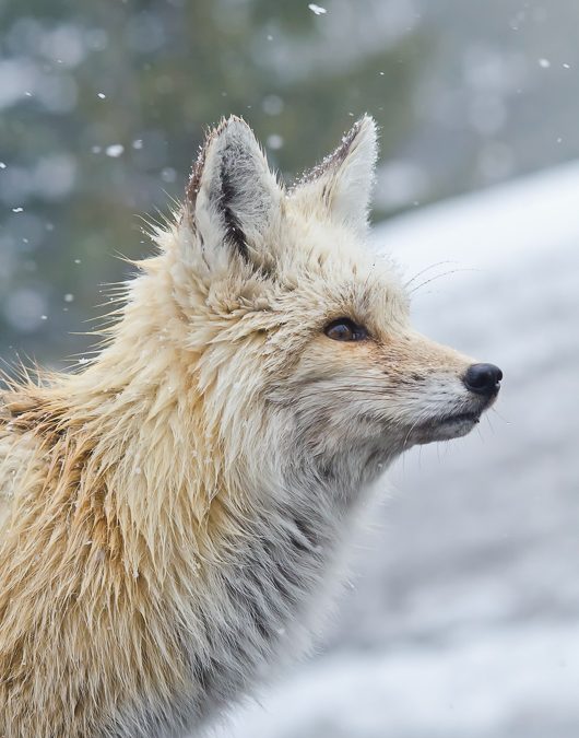 Red Fox on Mount Rainier