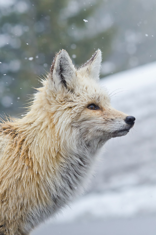 winter red fox