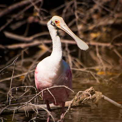 In a Flash of Pink – Roseate Spoonbill!