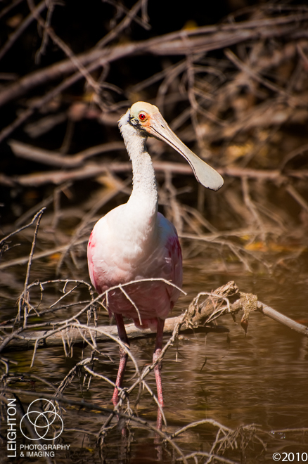 Roseate Spoonbill