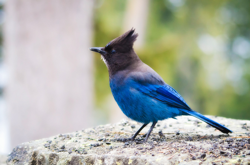 How Blue Can You Get? Steller’s Jay!
